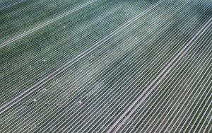 Rows of tulips without flowers