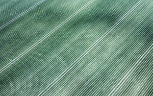 Abstract patterns in a tulip field