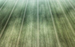 Tulip field without flowers, as seen from my drone