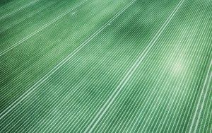 Tulip field patterns from above