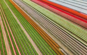 Tulip field near Almere-Haven