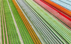 Closed tulip flowers from the sky