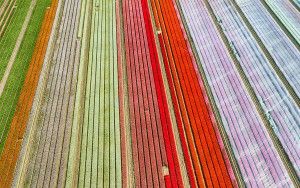 Coloured tulips start to appear