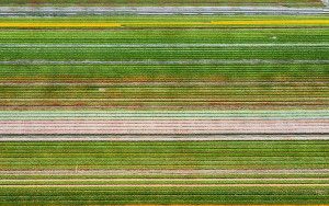 Different colours in the tulip field