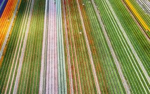 Tulip field patterns from above