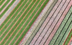 Tulip field patterns from above