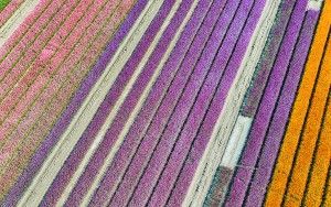 Tulip colours from above