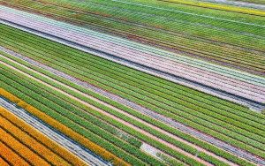 Field of unopened tulips