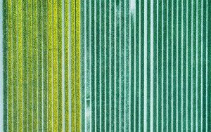 Tulip patterns from my drone
