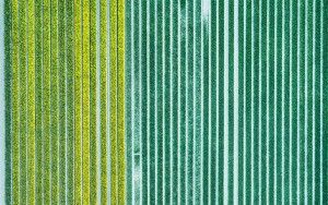 Tulip patterns from my drone
