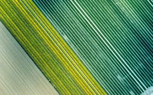 Abstract tulip field patterns