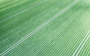 Field of closed tulips from above