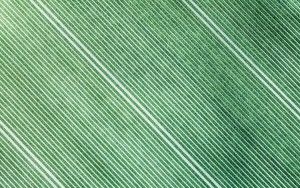 Abstract tulip field patterns from above