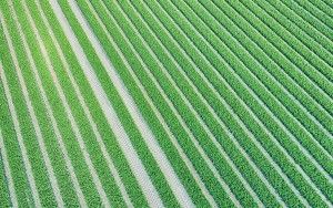 Tulips and tractor tracks