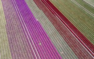 Tulip field by drone near Almere