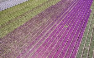 Tulip field by drone near Almere