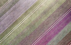 Top-down drone picture of a tulip field