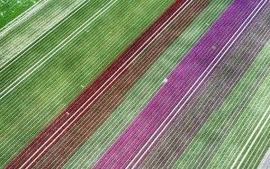 Tulip field by drone near Almere