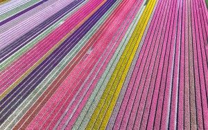 Tulip field by drone near Almere