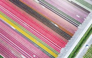 Tulip field by drone near Almere