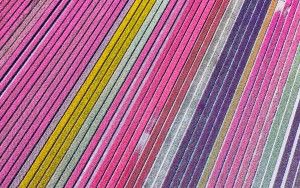 Tulip field by drone near Almere