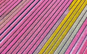 Tulip field by drone near Almere