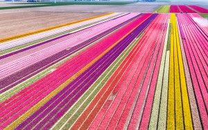 Tulip field by drone near Almere