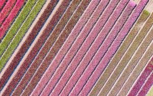 Tulip field by drone near Almere