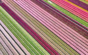 Tulip field by drone near Almere