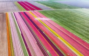 Tulip field by drone near Almere