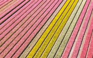 Tulip field by drone near Almere