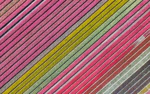 Tulip field by drone near Almere