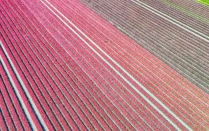 Tulip field by drone near Almere