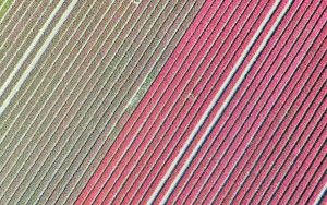 Tulip field by drone near Almere