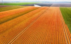 Tulip field by drone near Almere