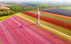 Tulip field by drone near Almere