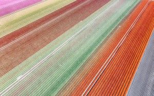 Tulip field by drone near Almere