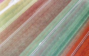 Tulip field by drone near Almere