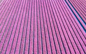 Tulip field by drone near Almere