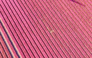 Tulip field by drone near Almere