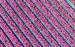 Tulip field by drone near Almere