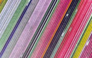 Colourful drone top-down of a tulip field