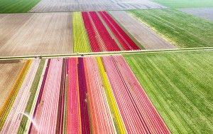 Two tulip fields from my drone