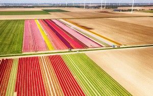 Two tulip fields from my drone