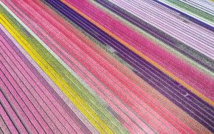 Drone picture of a tulip field near Almere