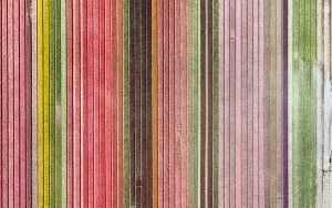 Top-down drone picture of a tulip field