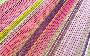 Drone picture of a tulip field near Almere