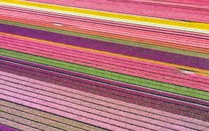 Drone picture of a tulip field near Almere