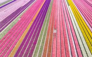 Drone picture of a tulip field near Almere