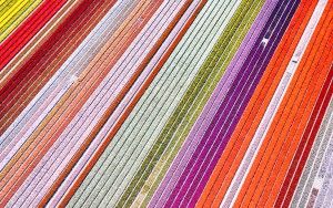 Top-down drone picture of a tulip field near Almere